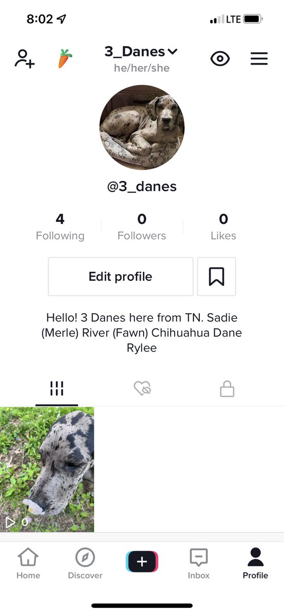Twiter Fam!!! I Just made a TikTok for my Danes 😂 come check it out!