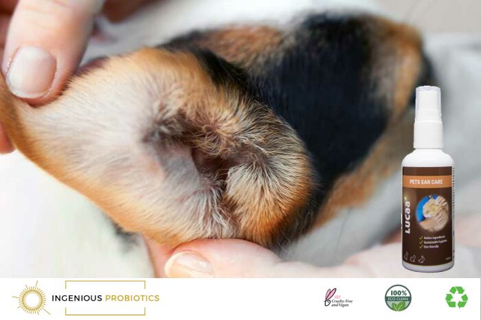 Dog Ear Spray from <a href="/PureIngenious/">Ingenious Probiotics</a> is an easy to use smart spray that cleans the inner ear thoroughly and gently. The spray is enriched with beneficial ‘good’ probiotic bacteria, naturally sourced from plants.
- Chemical-free
- Cruelty-free

goodvetandpetguide.com/pharmacy-healt…
#thepetsbiz