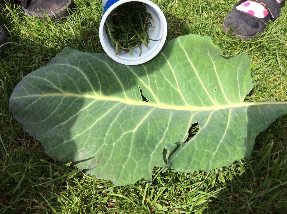 WBarnsNursery's tweet photo. We think we might have some new visitors in our garden!
There has been some clues for us to explore and identify.
"I wonder what it might be?"
#minibeasts #discovery #childrenleadinglearning #learningoutdoors #successfullearners #exploringourworld https://t.co/5LhfEB2XbA
