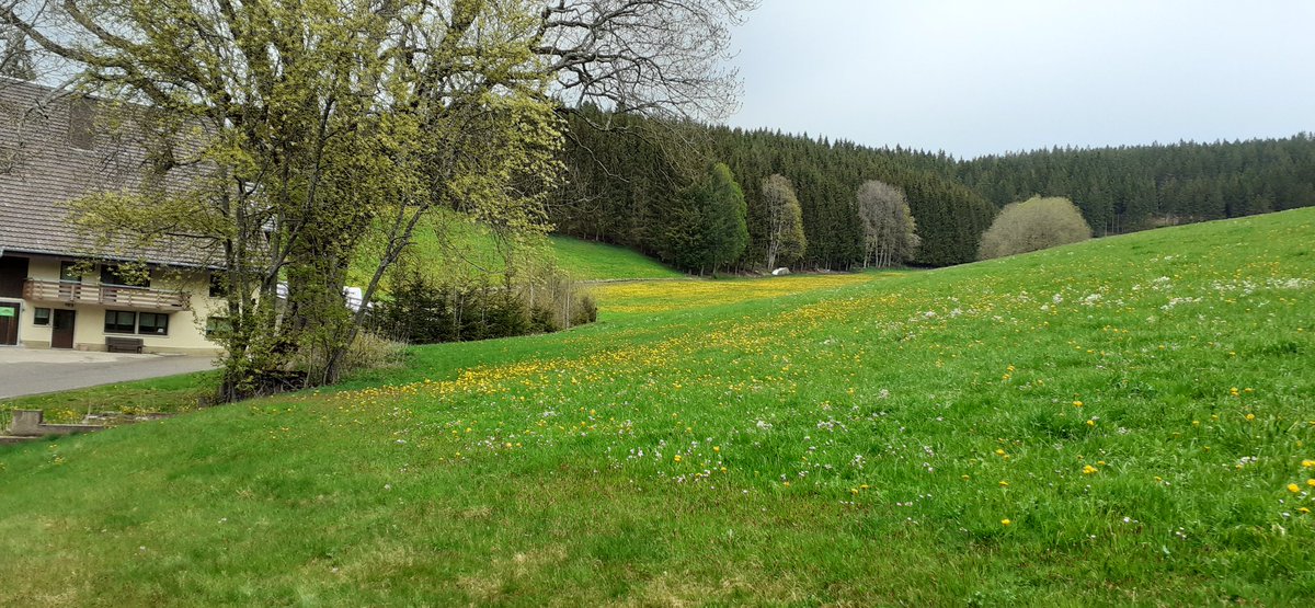 frauhasenklee's tweet photo. Den Kühen hat der Regen nichts ausgemacht. 
#Hochschwarzwald, #Mai,
#Weidesaison https://t.co/83L2It0Zxb