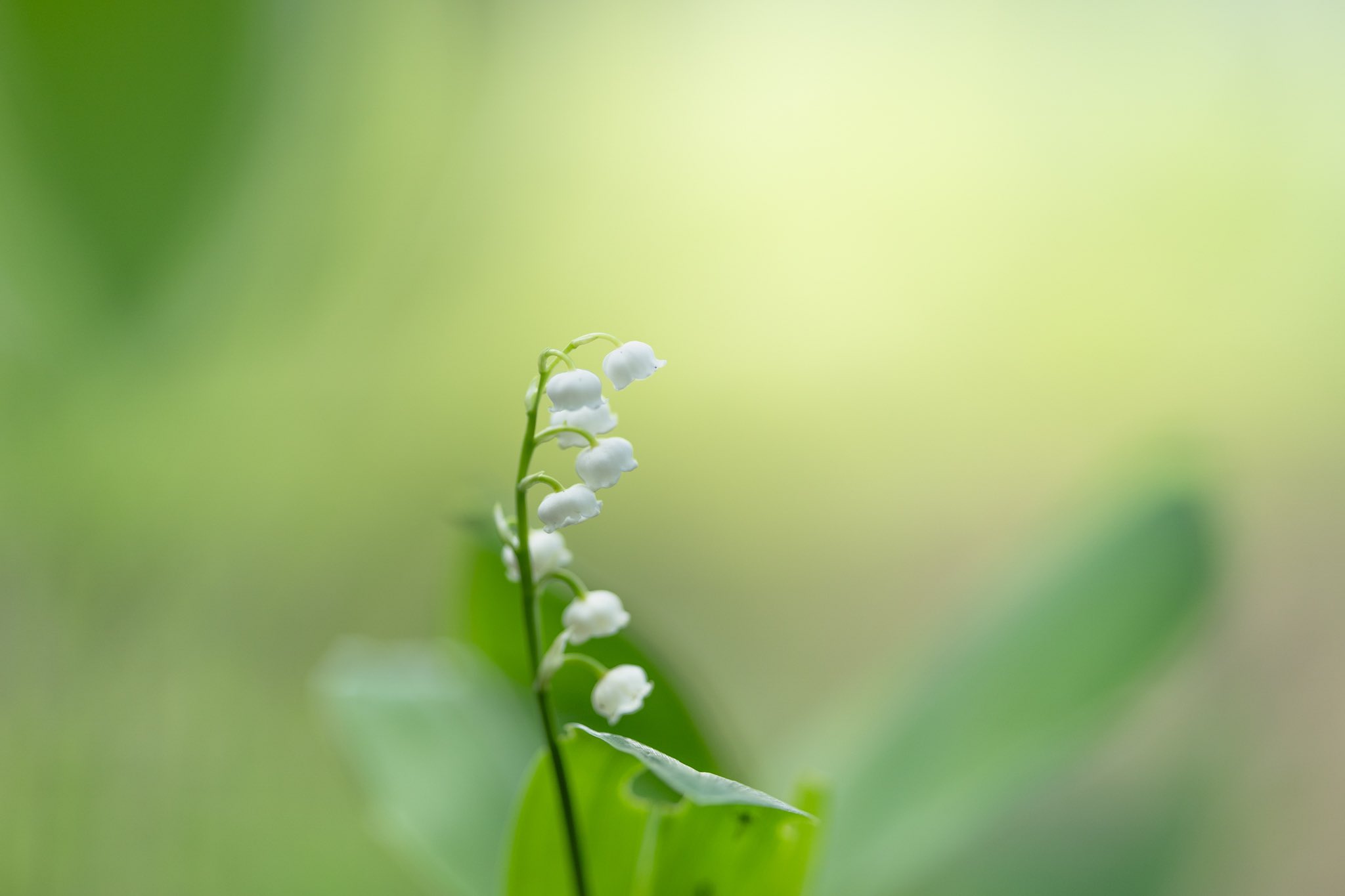 تويتر Muguet البحث في تويتر