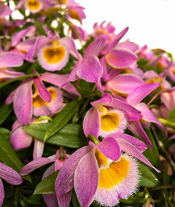 orchidcommittee's tweet photo. #Dendrobium loddigesii
#Epiphyte, #lithophyte or terrestrial #orchid from #Laos thru #China to Hong Kong, growing in humid mossy forests at 1000-1500m Sweetly #fragrant #Flowers
Grown & #photo: M Karge-Liphard of
@orchidcommittee
#洋ラン #Photography #orquideas #botany #orchids https://t.co/a5vZyMm6cw