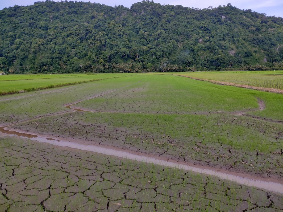 Visit Perlis Malaysia 🇲🇾 tweet media