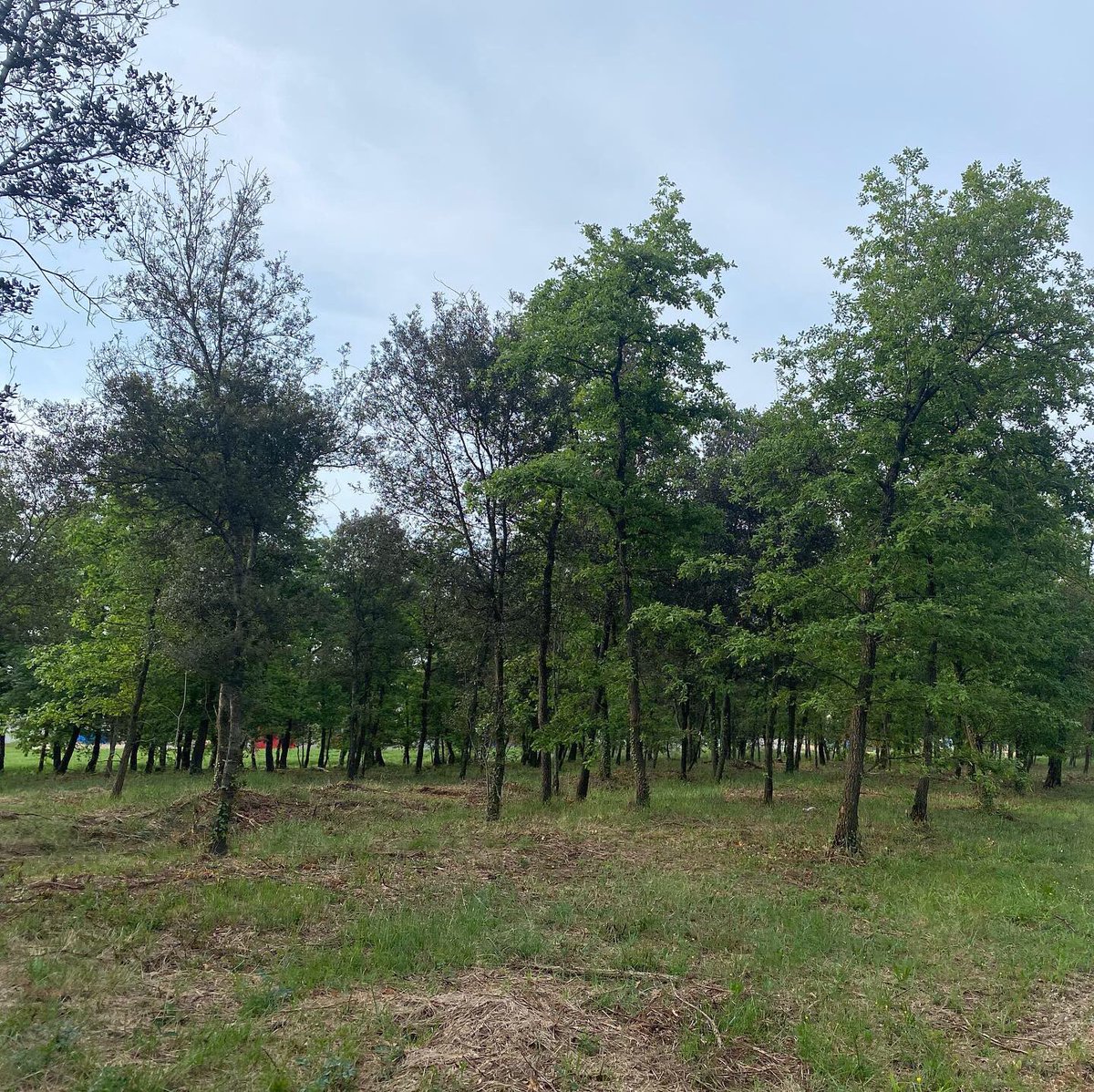 Alameda Torrent SLU tweet media