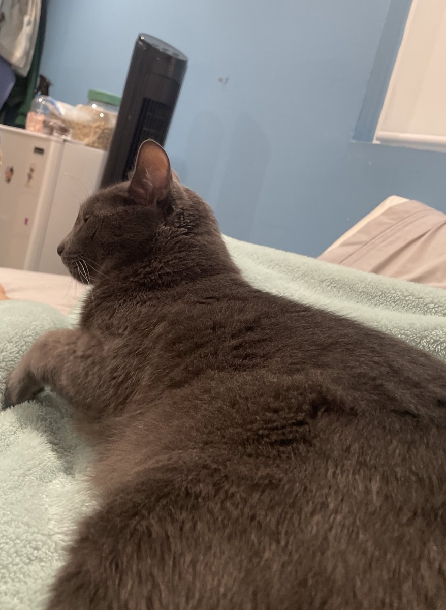 emilykimmers's tweet photo. @Venmo @ekimmers help me feed this chonk pls https://t.co/2tSuZ9vTAj