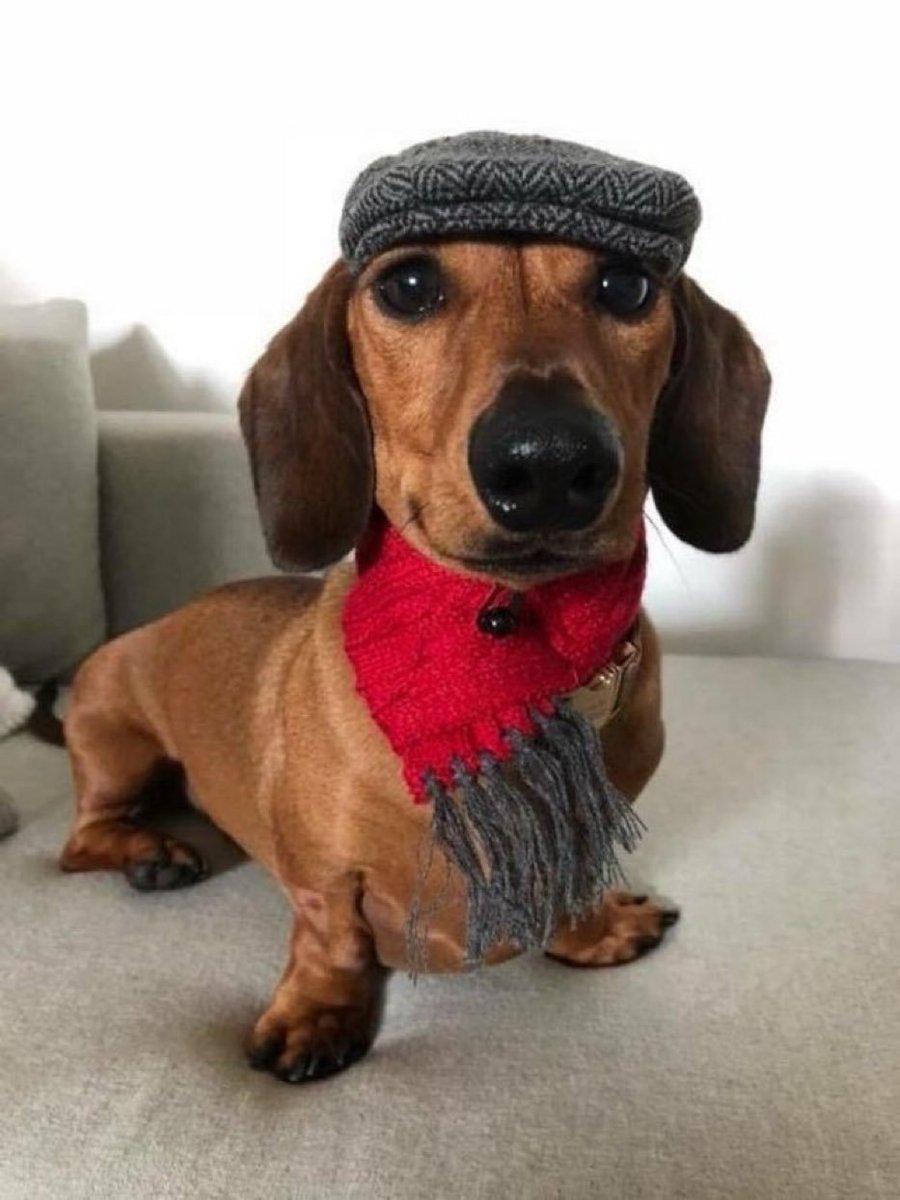 salsichinhas's tweet photo. Sim é verdade que as pessoas ficam mais elegantes no frio https://t.co/YriC8S6942