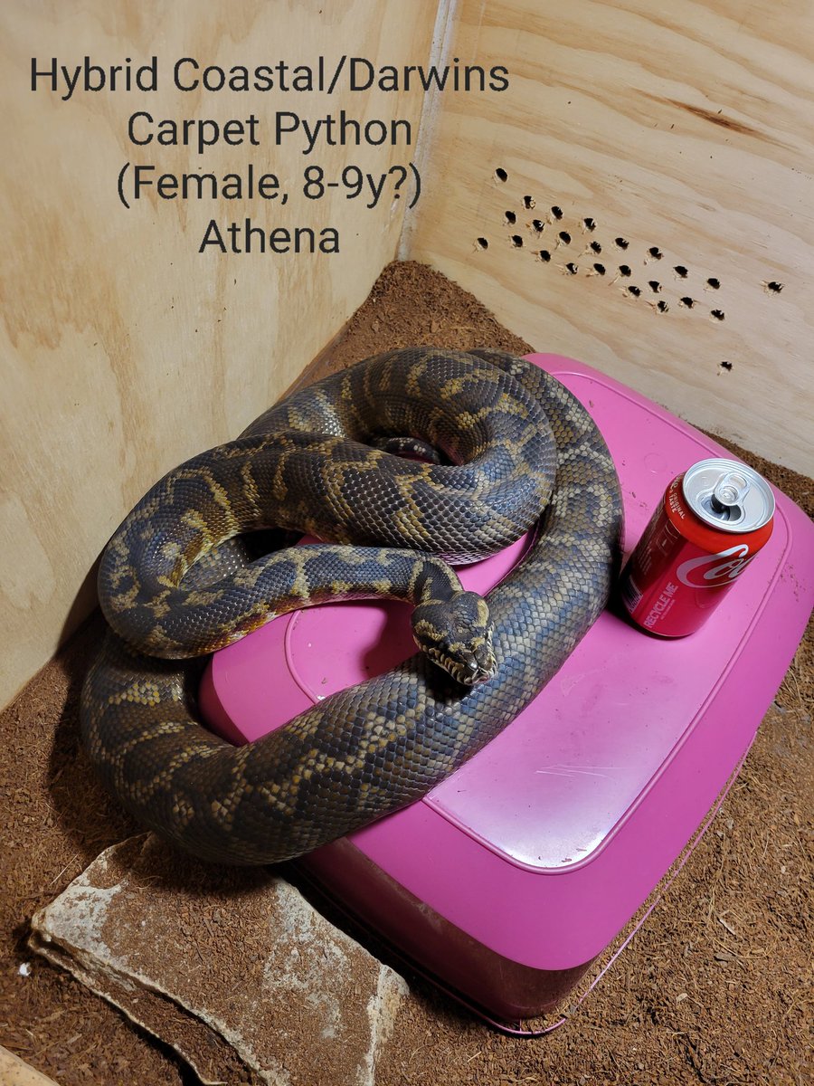 Xpelligrix's tweet photo. @snuffyowo Okkkkkk.

I have two moar but I hit ma limit. Yeh.

The story on Hestia, thought he was she for 3 years.
White ball python is Hades. https://t.co/DlVGVatmOq
