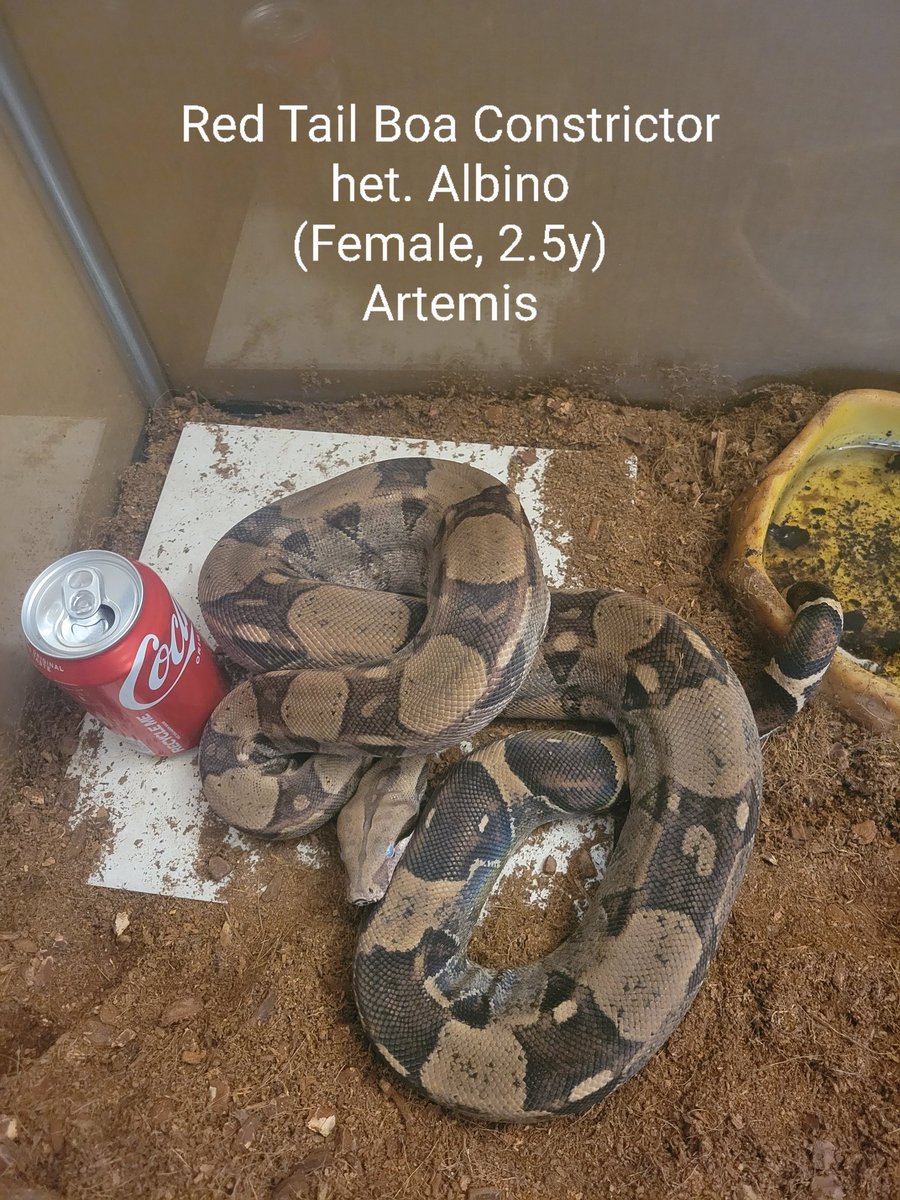 Xpelligrix's tweet photo. @snuffyowo Okkkkkk.

I have two moar but I hit ma limit. Yeh.

The story on Hestia, thought he was she for 3 years.
White ball python is Hades. https://t.co/DlVGVatmOq