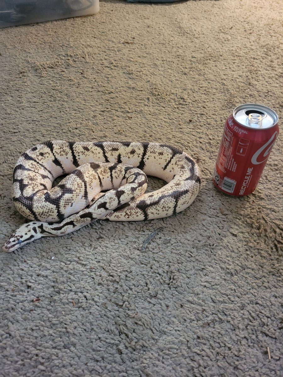 Xpelligrix's tweet photo. @snuffyowo Okkkkkk.

I have two moar but I hit ma limit. Yeh.

The story on Hestia, thought he was she for 3 years.
White ball python is Hades. https://t.co/DlVGVatmOq