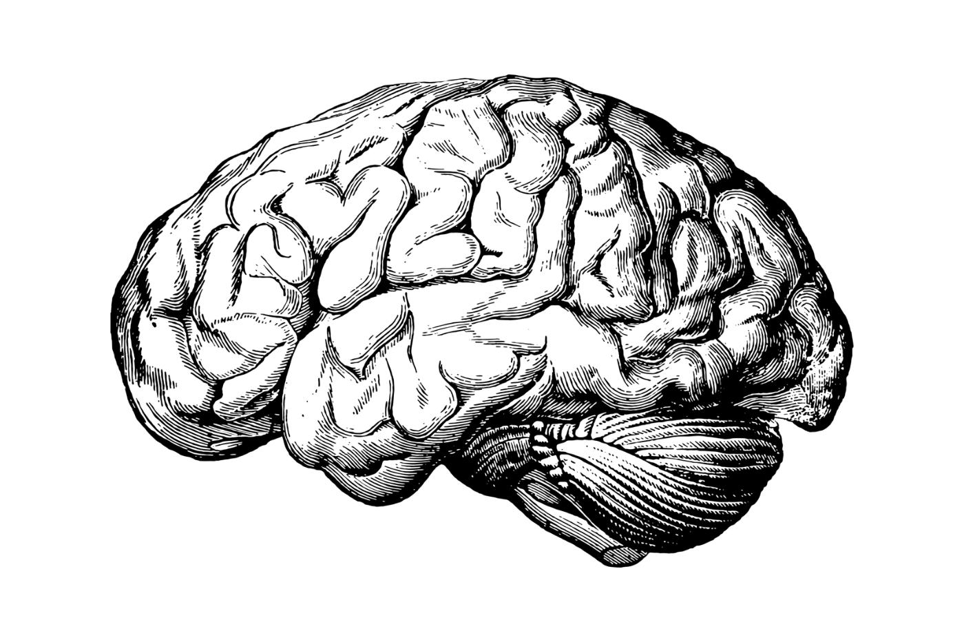 Мозг нарисованный карандашом