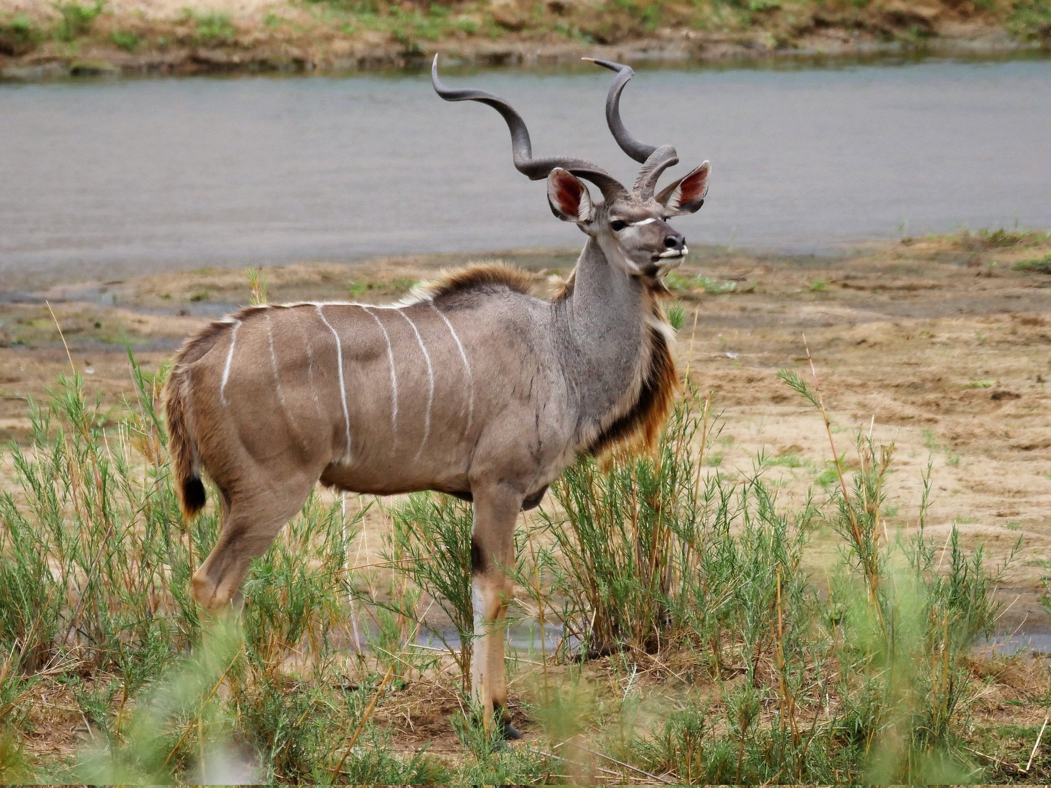 Tragelaphus strepsiceros