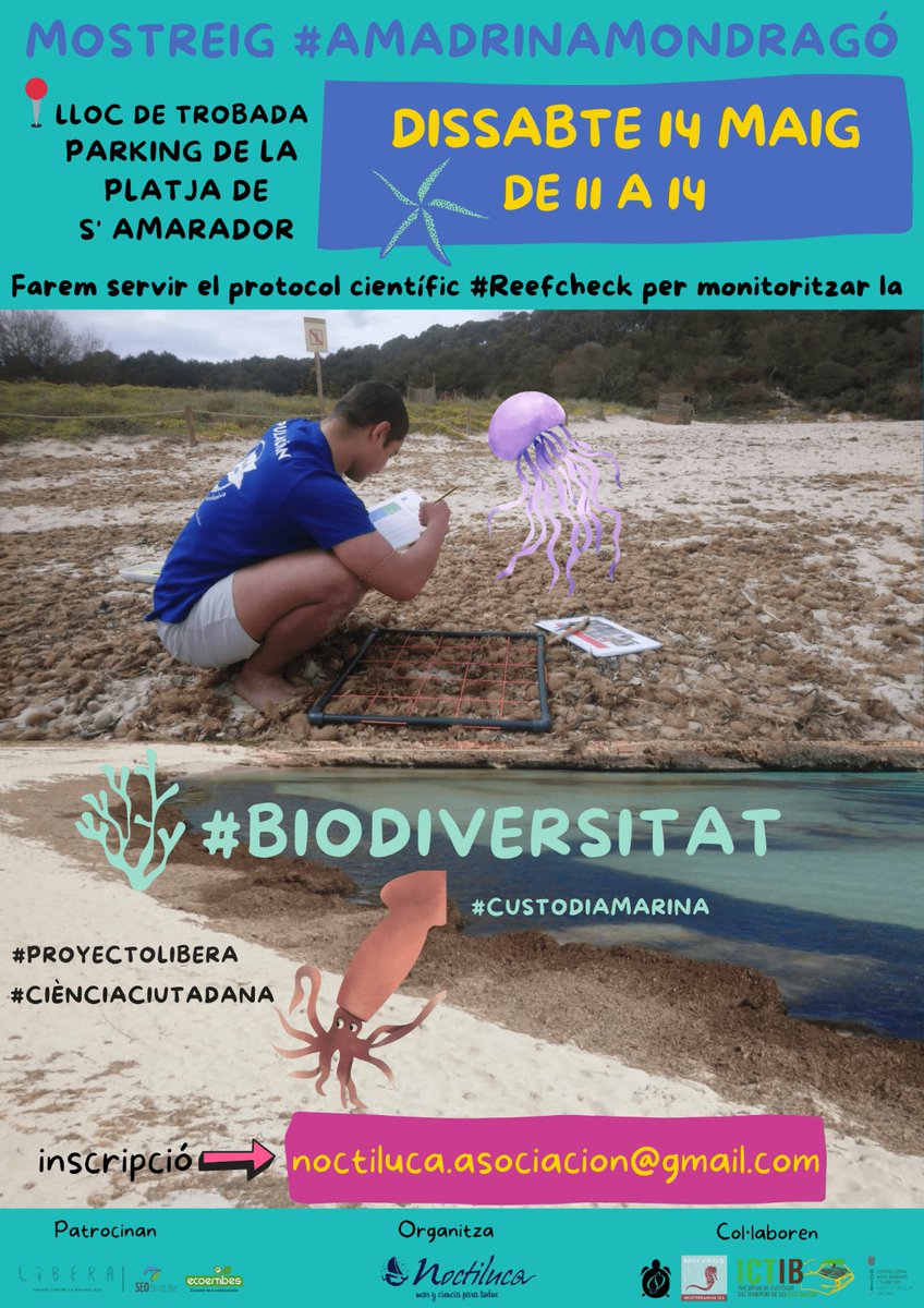 ¿Sabéis quien viene a grabar un #NUEVOVIDEO Noctiluca?💫<a href="/Kike_Talledo/">Enrique Talledo</a>,el mejor videógrafo #fotosub del Cantábrico y del mundo entero! Apuntaros a este muestreo #proyectoLIBERA y ser parte del VÍDEO PROMO🎬 <a href="/SEO_BirdLife/">SEO/BirdLife</a> <a href="/seoillesbalears/">SEO/BirdLife Illes Balears</a> @IniciativaCTIB #basuraleza  #HÉROES LIBERA