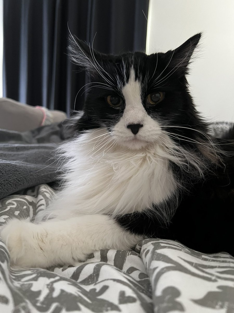 It #whiskerswednesday an I’m showin off >^••^< an dos lashes too!! 😻