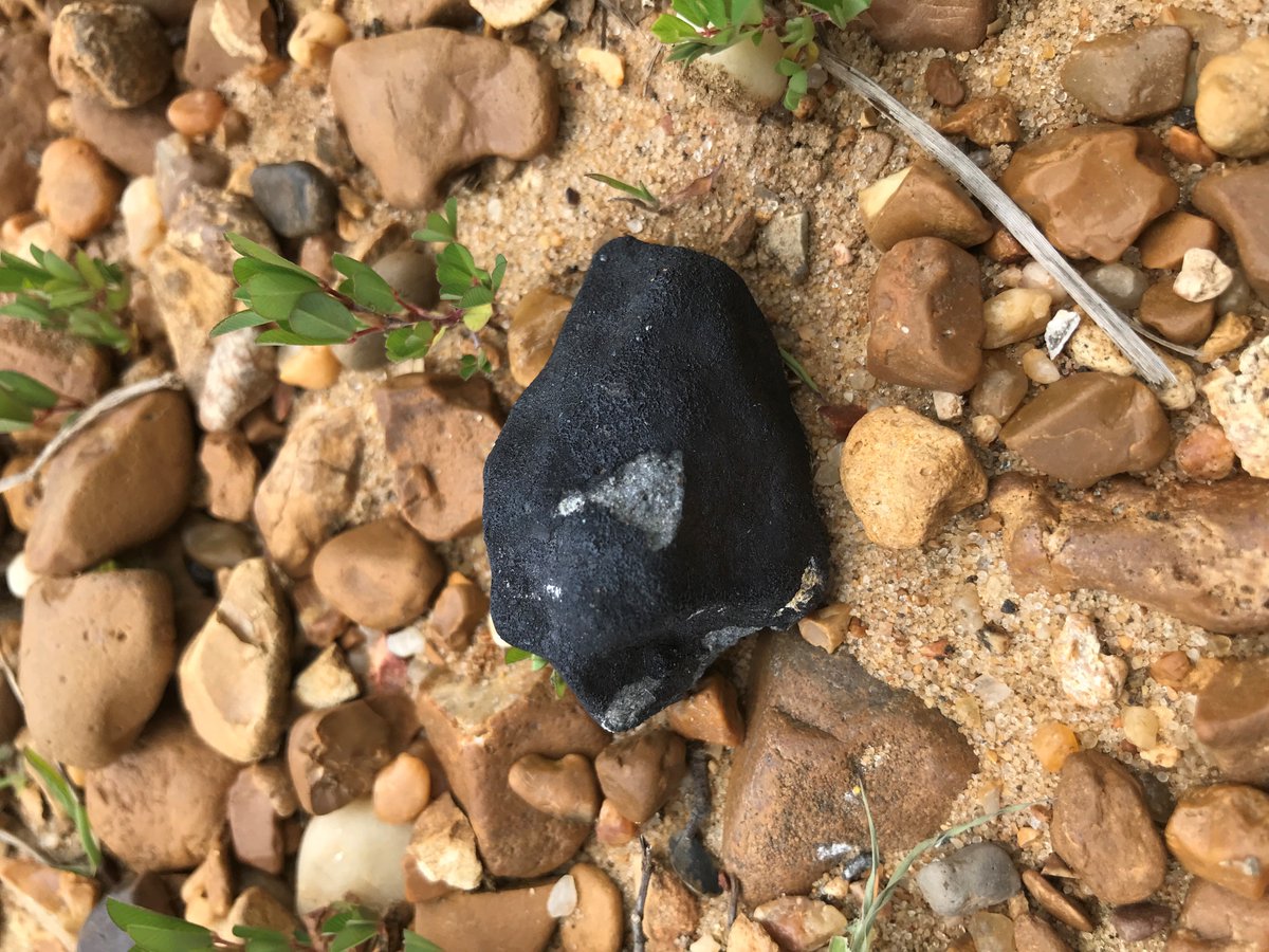 If there’s a big meteor sighting, meteorite hunters will chase it. Congrats to Dr Marc Fries et al for chasing down a few centimeters-wide rocks in several square kilometers of forest 

ares.jsc.nasa.gov/meteorite-fall…
