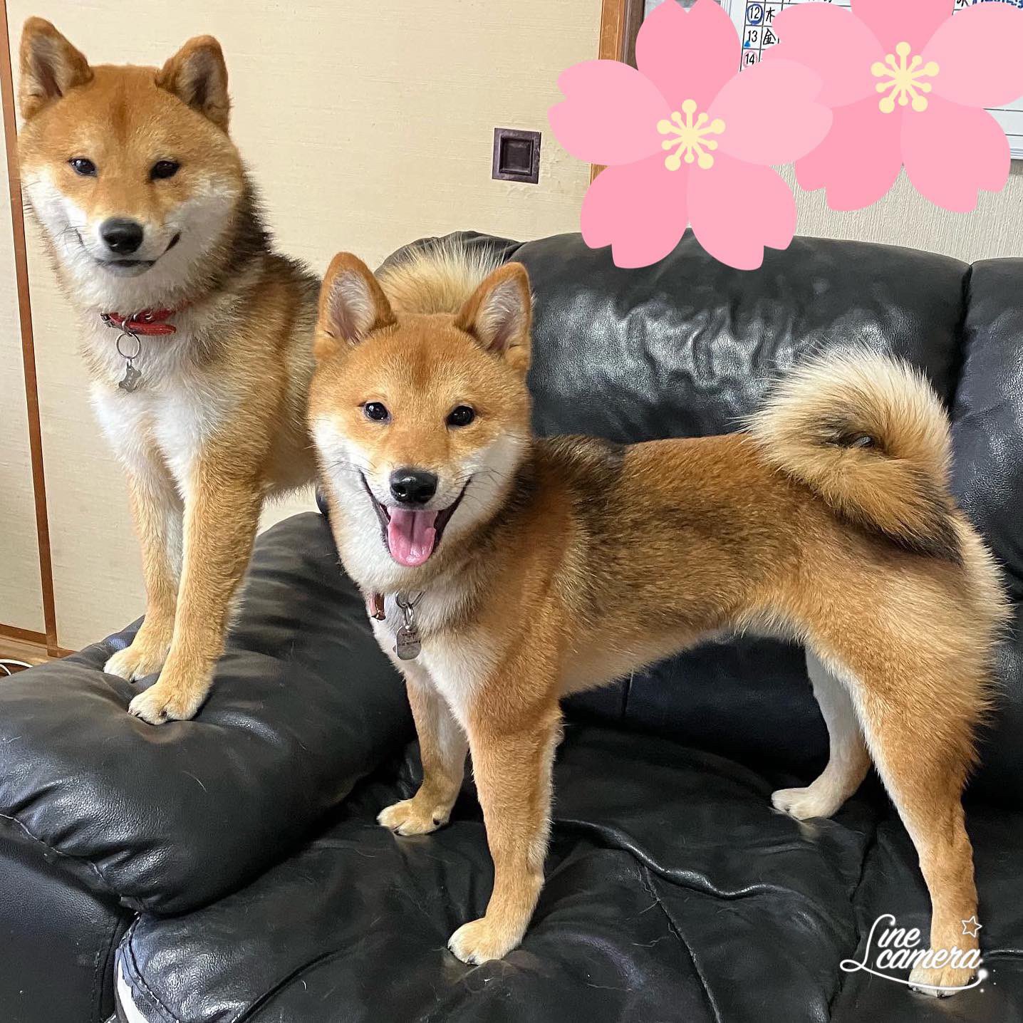 柴犬こはく劇場 Shibainu Kohaku Gekijo 新幹線で兄犬に会いに 琥珀はうんともすんとも言わず ４ヶ月 ぶりの兄犬との再会は 唸り合い 噛み合いから でもすぐに仲良しに He Got On The Shinkansen To Encounter His Older Brother Dog At First