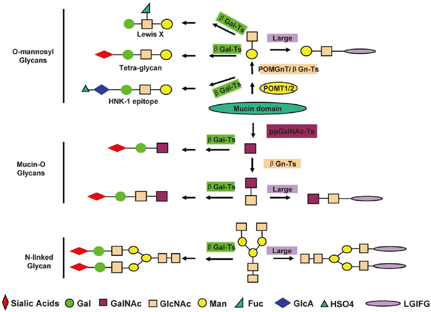 badglycans tweet media