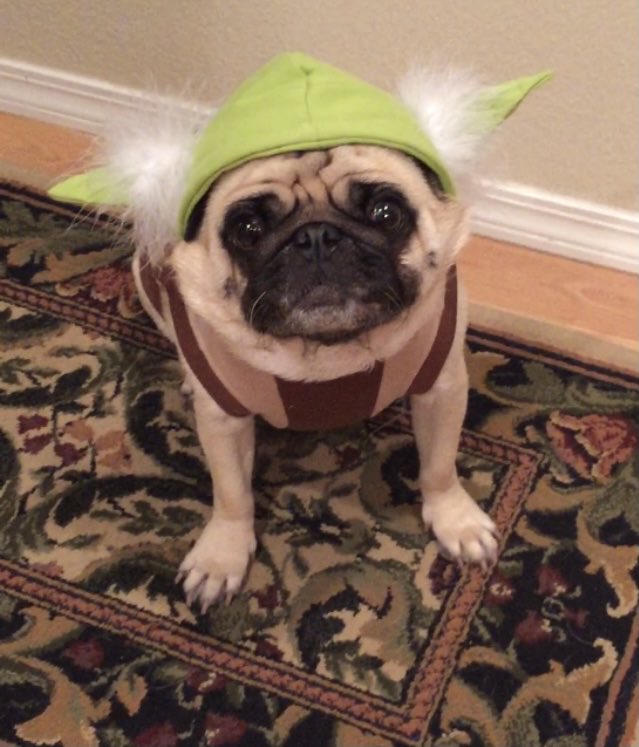 TweetORstate's tweet image. May the 4th be with you! 💫🌟✨