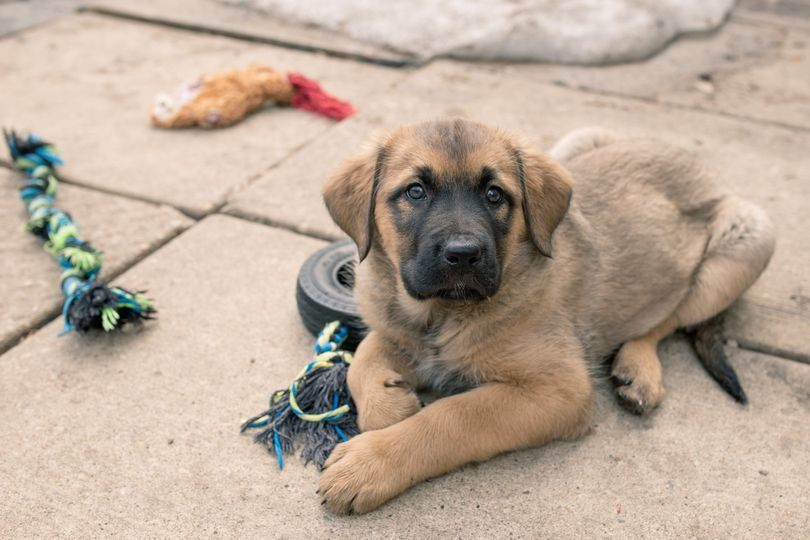 FurRSQ's tweet photo. Look at this face!! Ninjini is such a beautiful big girl with a wonderful playful personality. This stunning pup is still looking for her forever home. https://t.co/9i5x25PxhB