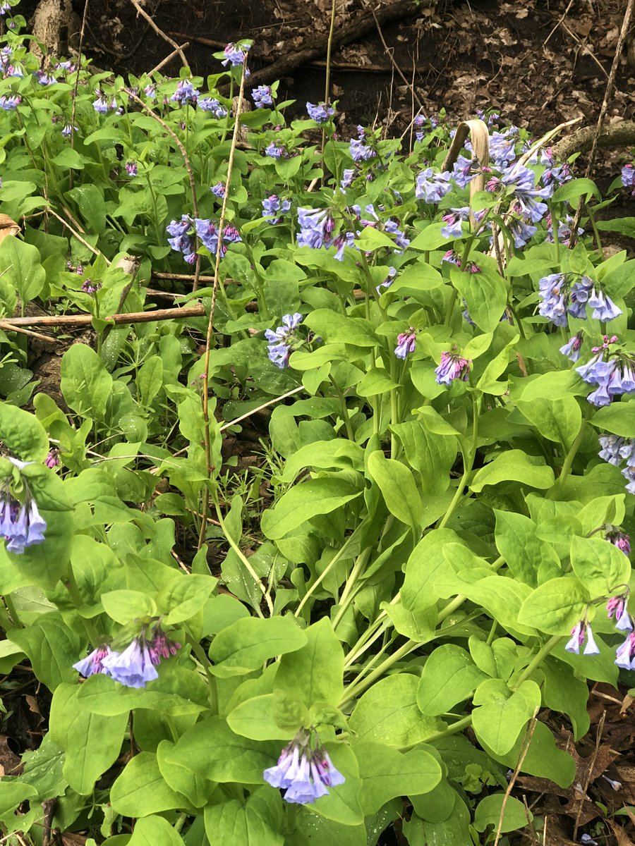 JanyceHamilton's tweet photo. Bluebells in spring. Another reason for enduring Great Lakes winters. https://t.co/WaCpa3UOHq