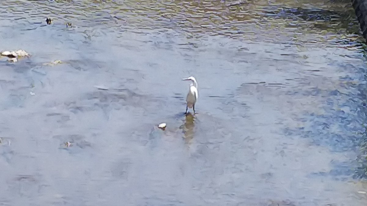 shinnosuke1126's tweet image. オジ散歩🚶
白鷺さんと黄色の花🌷を見つけました。
#有酸素運動 
#散歩 
#健康指導