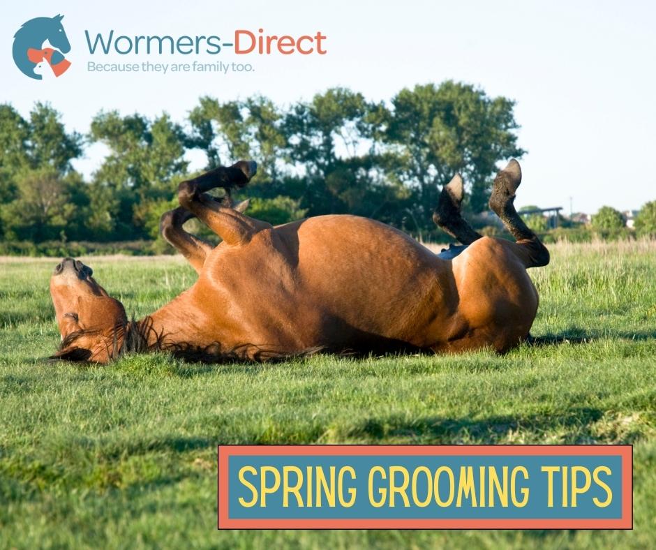 🌤 SPRING HORSE GROOMING TIPS 🌤 Not sure what you should be doing in terms of #HorseGrooming in spring? Check out our advice blog 👇 bit.ly/3whi9O8 This blog post is packed with top tips and product recommendations to keep your horse looking amazing! T: 01423 332134