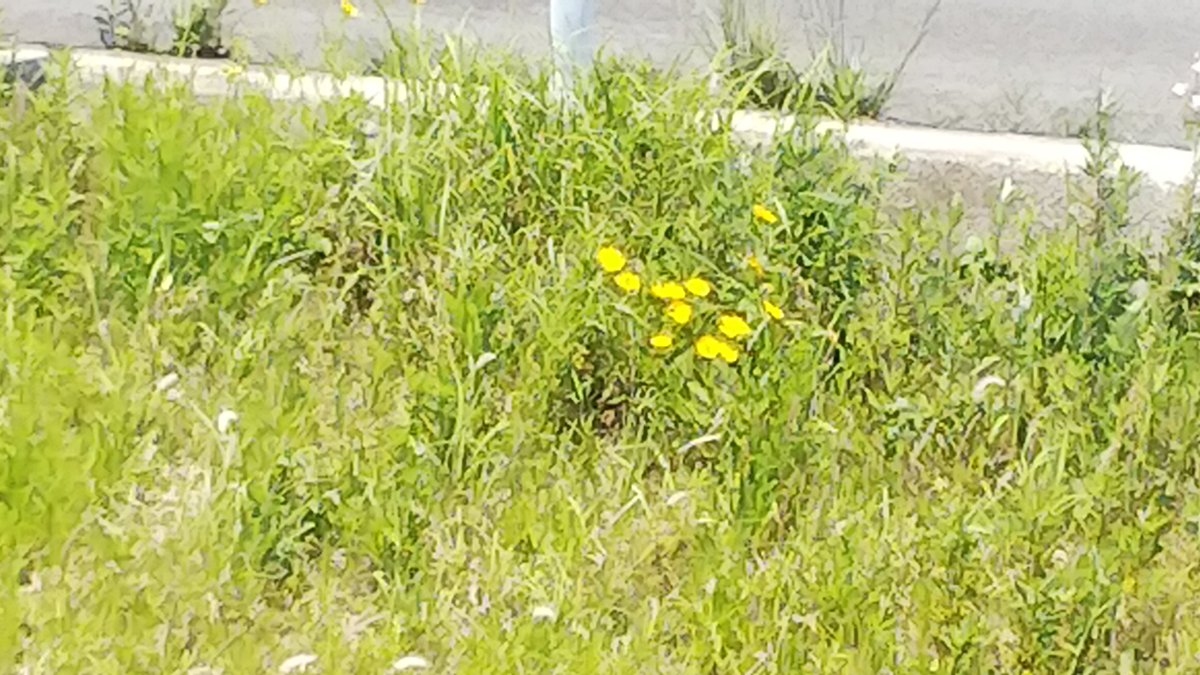 shinnosuke1126's tweet image. オジ散歩🚶
白鷺さんと黄色の花🌷を見つけました。
#有酸素運動 
#散歩 
#健康指導