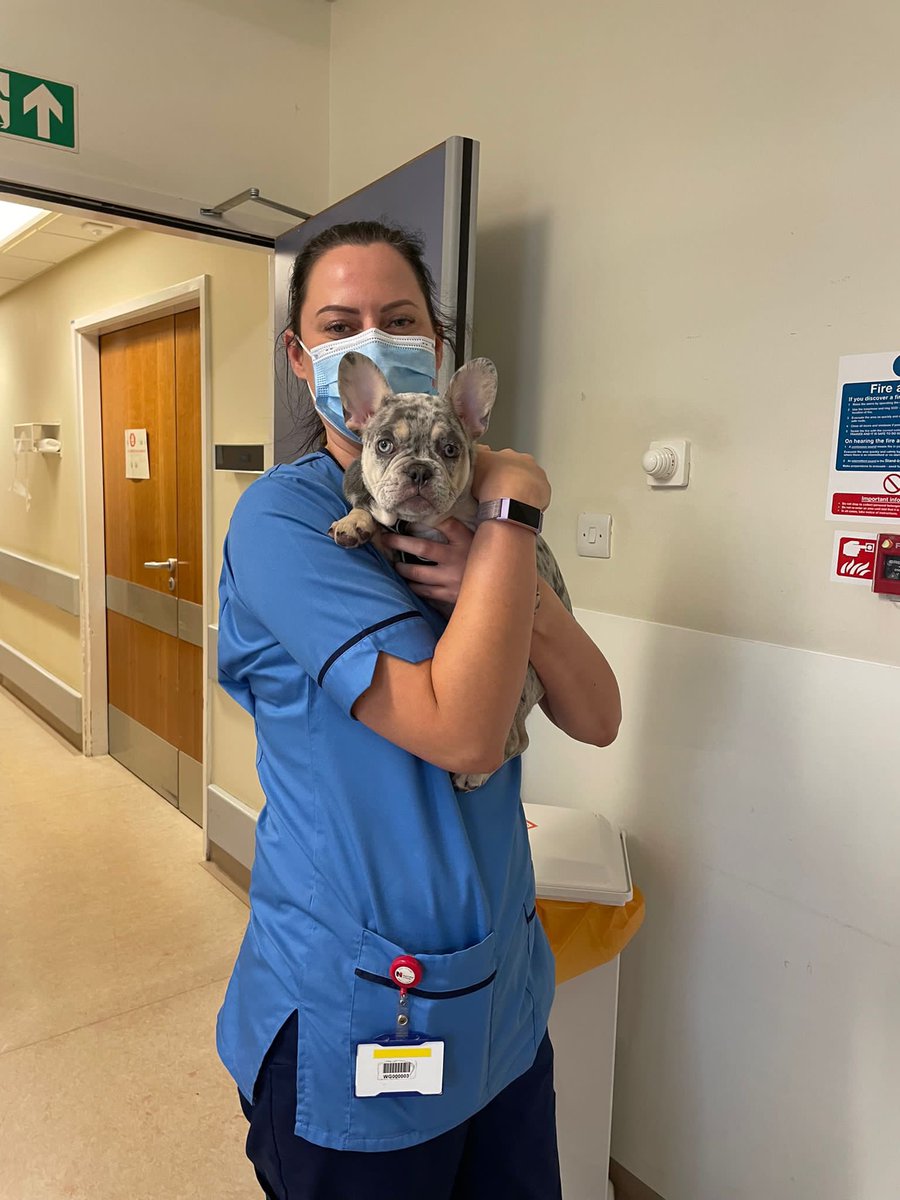 wishydocs's tweet photo. Day 2 of #WellnessWeak with #TeamWishawED - #therapets #theradogs - lovely Belle, #massage by Sophie, more #goodybags #SneakPeak thx to @TescoWishaw @theRCN @RCNScot @RCNSLanarkshire @BMAScotland @TraceyMurtagh and @LANDEDPeer https://t.co/9Tve64jOms