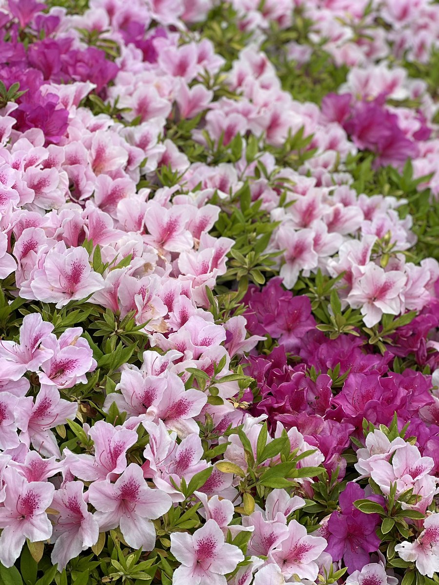 篠原真 tweet media