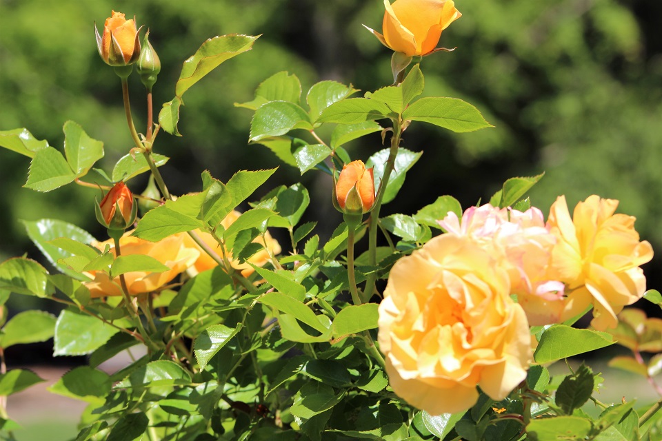 DominicanCANews's tweet photo. Dominican's #SpringFinals start Thursday at Dominican, a gentle reminder to all to take time to relax and stop and smell the roses on campus. Good luck! #FinalsWeek #Finals #CollegeLife #SmellTheRoses #ThisIsDUC https://t.co/q6sHIDg1Uh