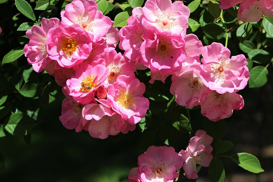 DominicanCANews's tweet photo. Dominican's #SpringFinals start Thursday at Dominican, a gentle reminder to all to take time to relax and stop and smell the roses on campus. Good luck! #FinalsWeek #Finals #CollegeLife #SmellTheRoses #ThisIsDUC https://t.co/q6sHIDg1Uh