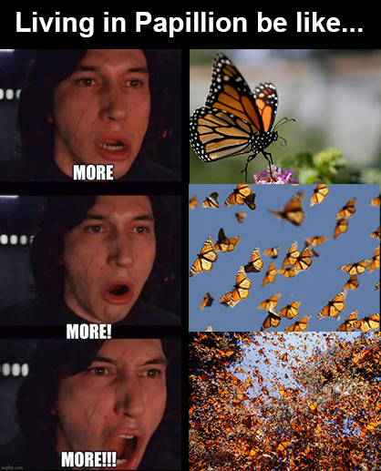 papio_pete's tweet photo. I made a #StarWarsDay meme about Papillion.😆🦋 #MayThe4thBeWithYou https://t.co/HpG2wkVp8r