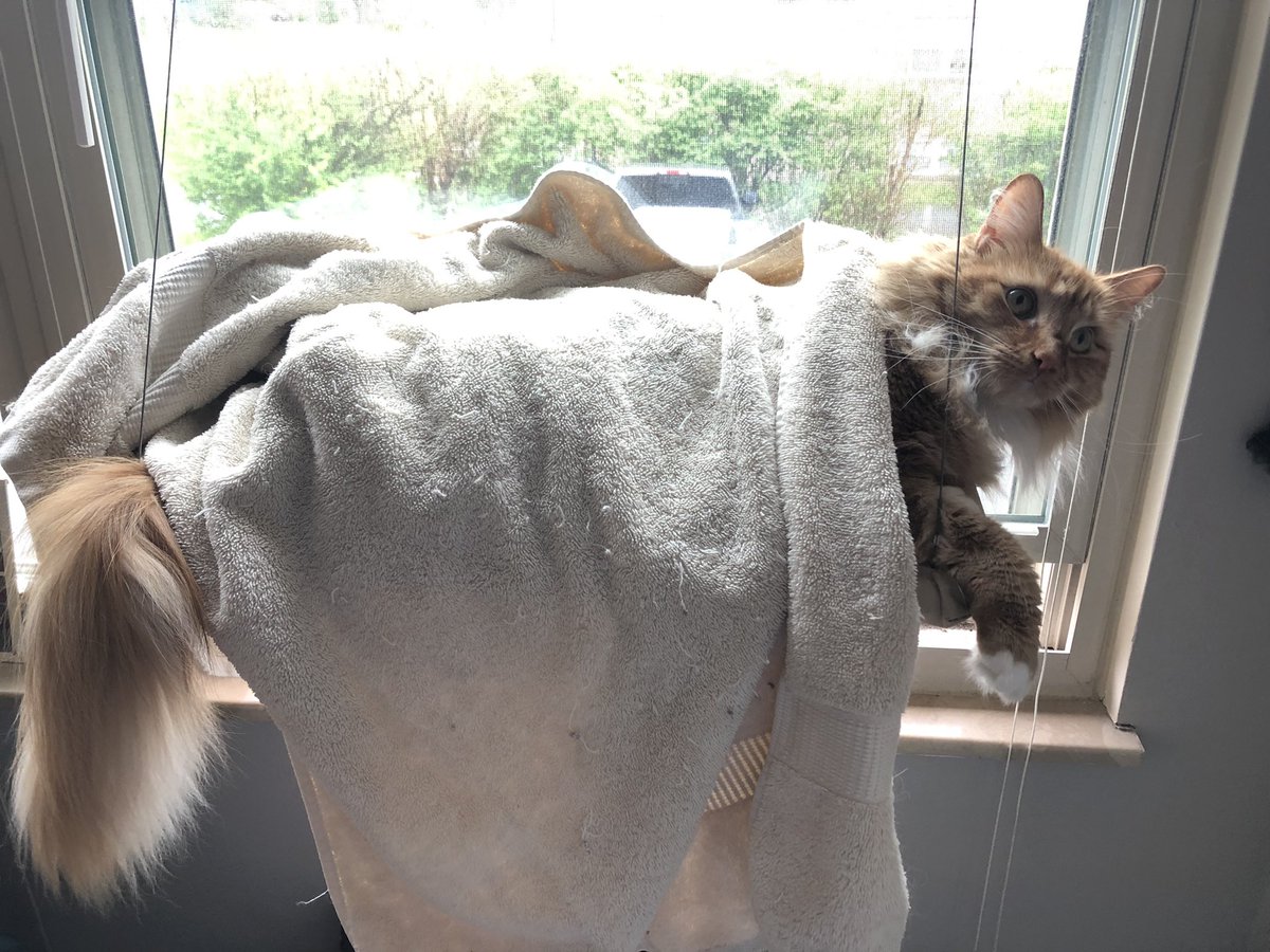 eedee_dear's tweet image. good night (say it back )