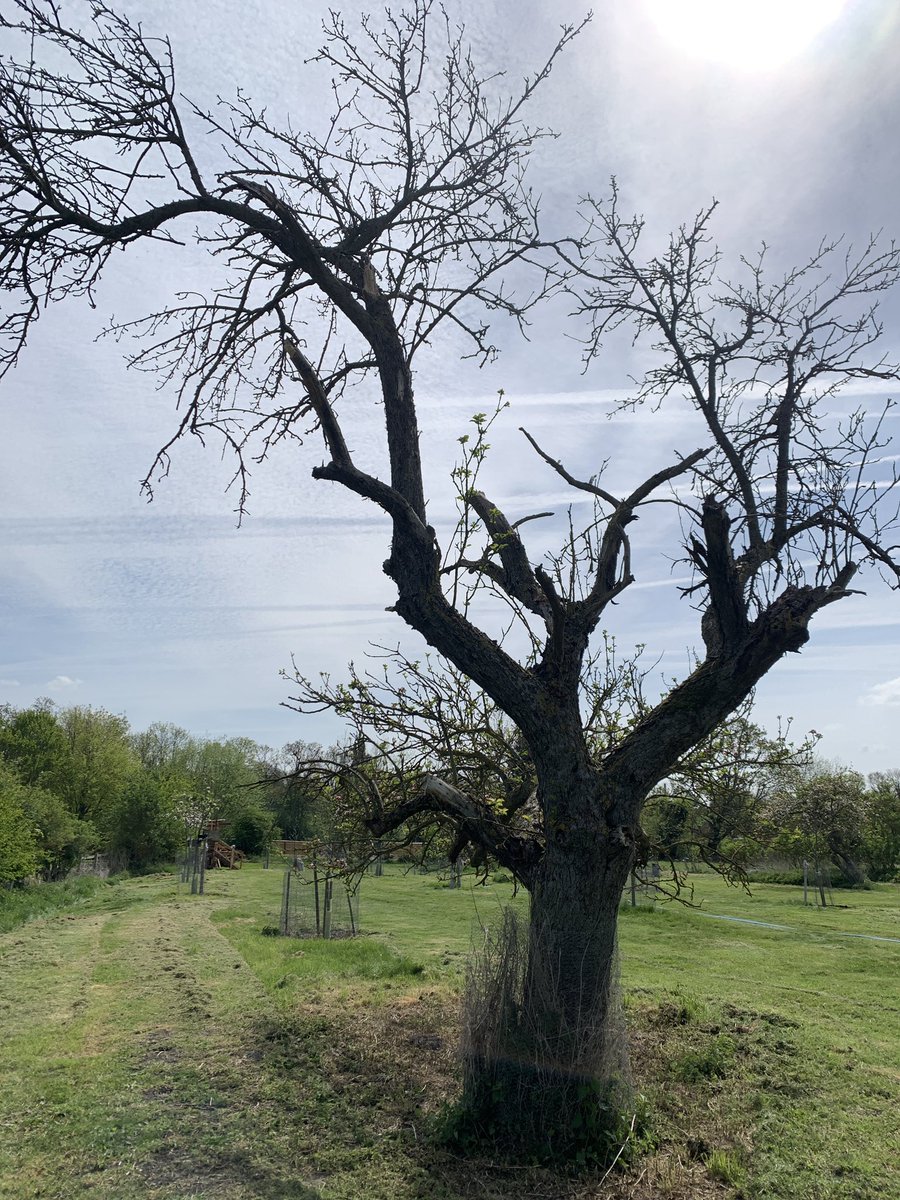 Helen Allsebrook tweet media