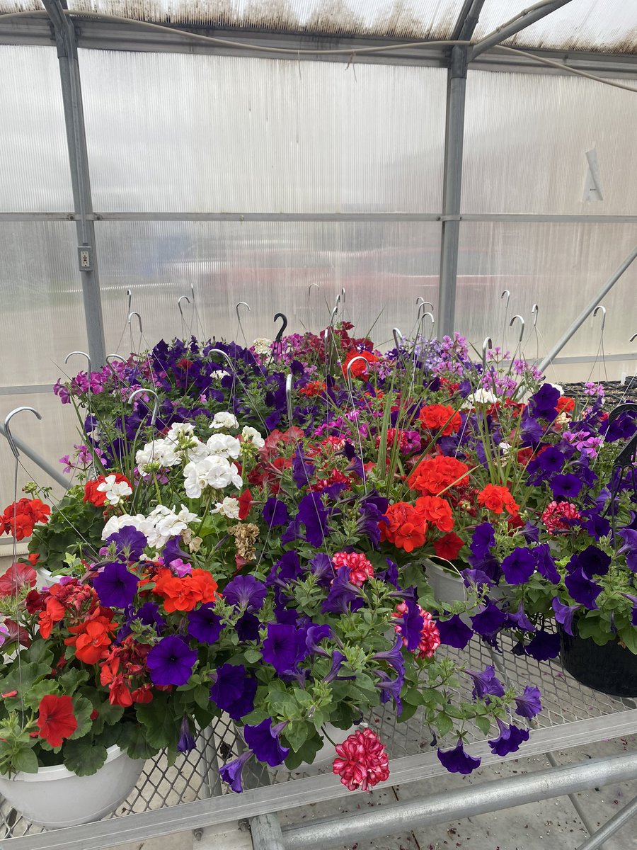 NENag_ffa's tweet photo. Still looking for that Mother’s Day gift? We have lots of beautiful hanging baskets still available at the NEN Ag Greenhouse. Reach out to Mr. Doty and he can help you out. @NENbluejays https://t.co/Azu7k3YBLb
