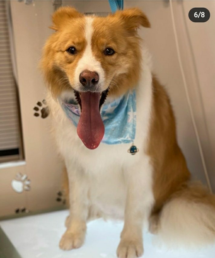 CaranRossi's tweet photo. Love you, Apolito. This is his Twitter hour, please rt with the #findApollo so I can find my boy and finally end this nightmare. https://t.co/6WAJrdH1m0