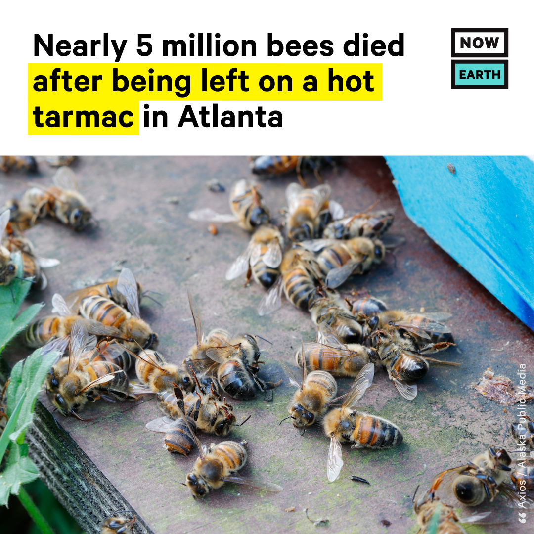 nowthisimpact's tweet photo. When beekeeper Sarah McElrea, who runs Sarah’s Alaska Honey, ordered 80 pounds of bees to pollinate her nurseries, she wasn’t expecting the vast majority of them to be left to die on a hot tarmac at Atlanta’s Hartsfield-Jackson Int'l Airport, but that’s exactly what happened. https://t.co/YMLZKOZUjO