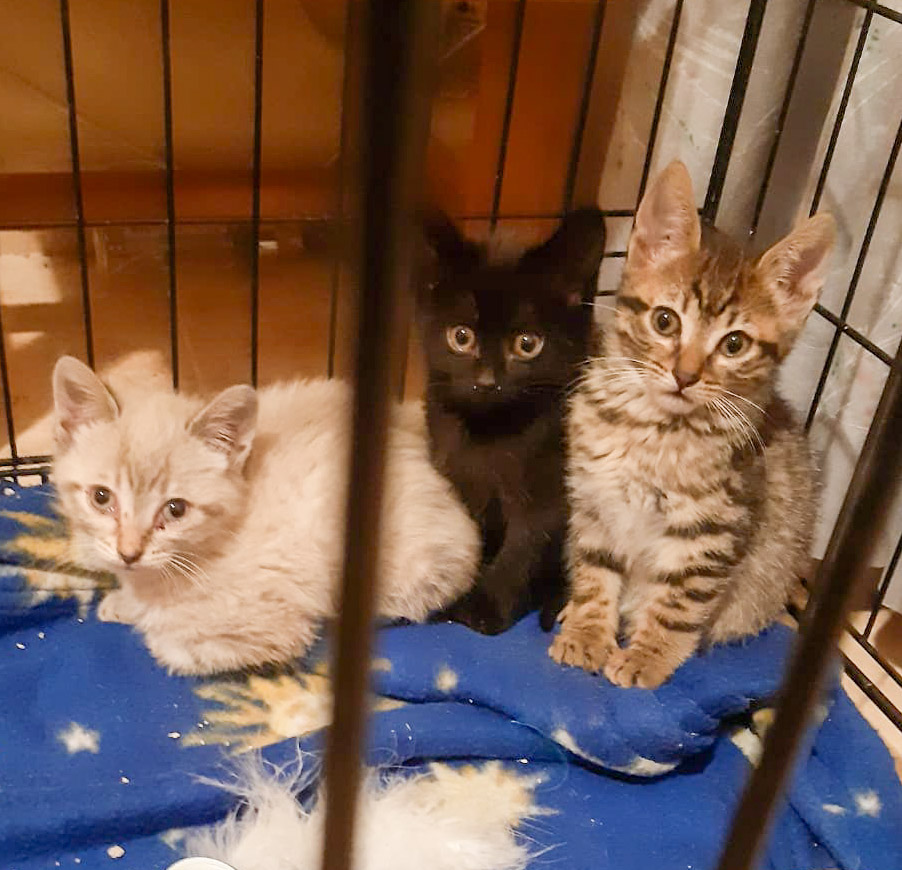 malaga_felina's tweet photo. 🅐🅓🅞🅟🅒🅘🅞🅝 ¿Habéis visto que caritas?🥰los 3 hermanitos de apenas 2 meses siguen buscando familia. ¿Nos ayudáis a que la encuentren?🙏 #torremolinos #Málaga #malagafelina #gatos #FF #CatsOfTwitter #Fuengirola https://t.co/RL0q5HVo8K