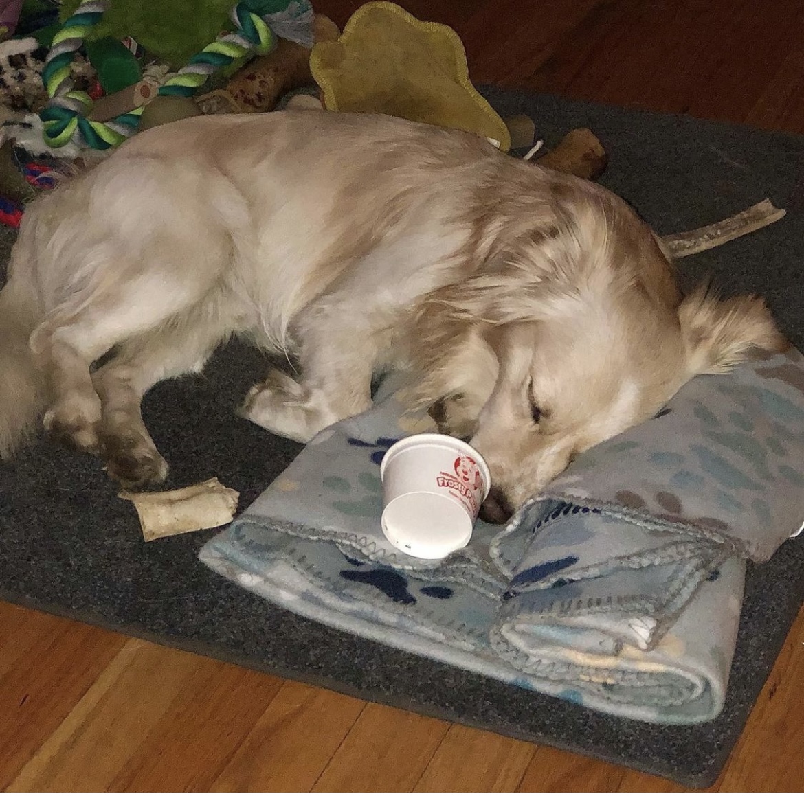 Best moment of the day may be that post-snack nap, right?!? 😴 #WoofWednesday

📸: liddy_the_rescue (on Instagram)