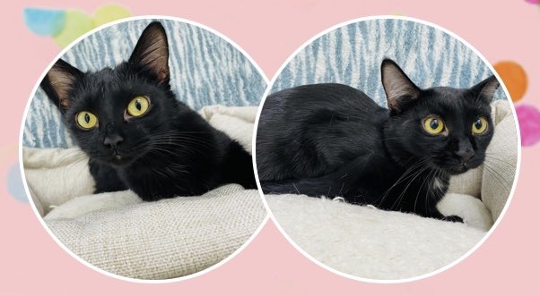 VAMichaelaLaws's tweet photo. Today @BibianoBeats and I brought two fur babies into our home! Meet Dolores and Fifi ❤️💜❤️💜

As they get used to our home, we’ll be finishing Kirby tonight at 6pm cst! See you then! #WorldOfFiction #MichaelaStream https://t.co/5yDS7TqX4c
