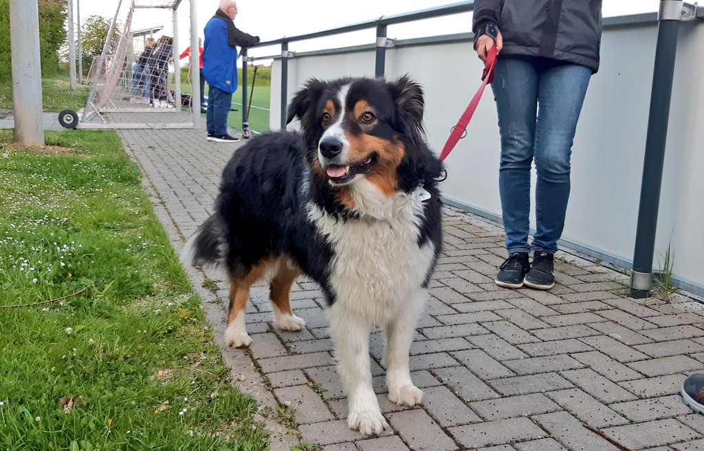 sportplatzhunde's tweet photo. Mein Büro ist umgezogen. Der neue Platz für Afterjob-Fußball - 10 Min. zu 👣 - ist nun der von Rot-Weiß #Lessenich. Direkt mal zum Kick gegen die Damen von Rot-Weiß #Merl gegangen und #AustralianShepherd Jack (8) entdeckt. #Bonn https://t.co/A2BHagJ7nI