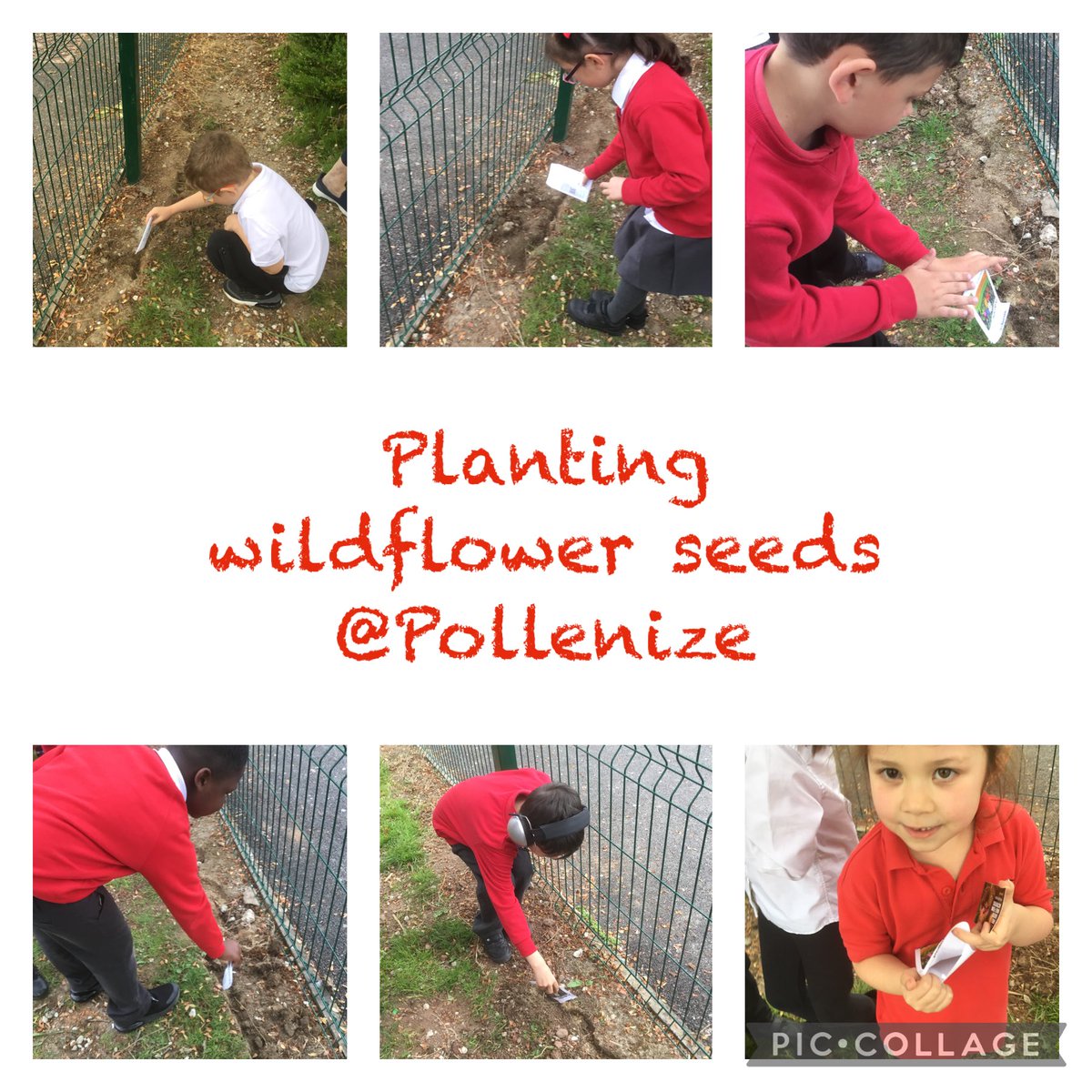 2SM planting our wildflower seeds in Science today🌻🌞🌧🐝 thank you @pollenize ⁦⁦@SPSPlymouth⁩ ⁦@MrsWilliamsSPS⁩ ⁦@spsheadteacher⁩