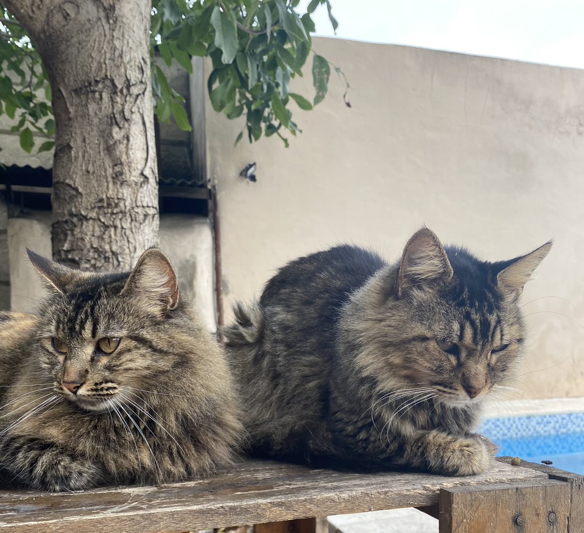 Memphina y Memphis