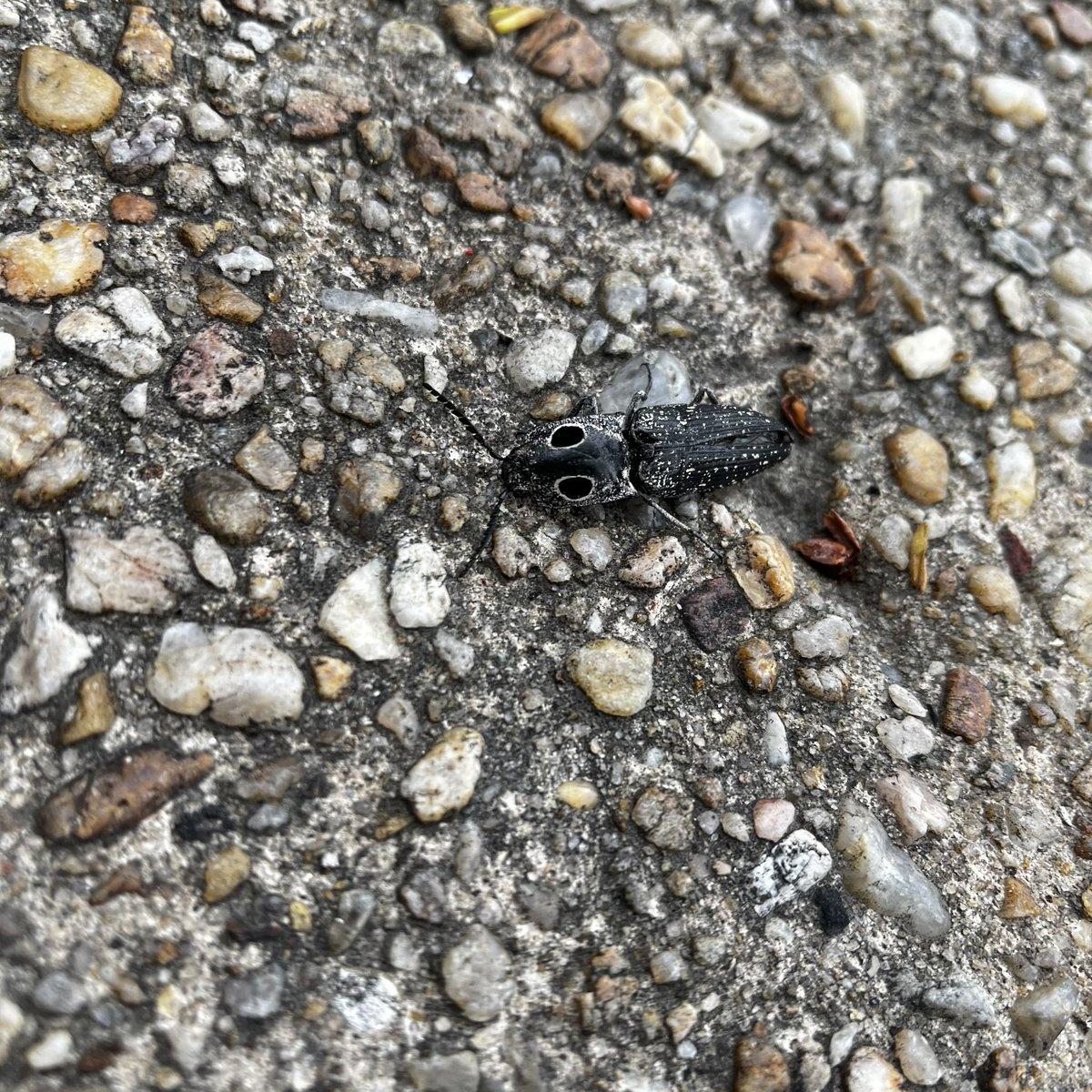 EthanXRasslin's tweet photo. any bug experts know wtf this is?

#weirdbugs https://t.co/O5LURsiXkU
