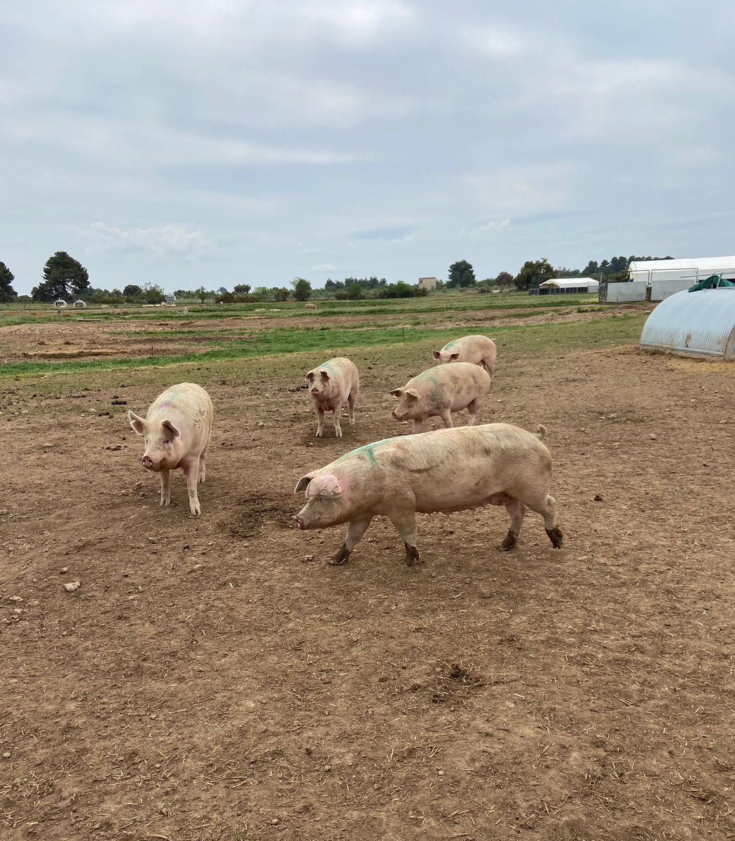 uniopagesos's tweet photo. 🗣️🐖#UnióDePagesos ha participat avui en la segona sessió de les visites d’escoles a granges de porcí de les #Garrigues fetes amb la @DiputacioLleida i @gapcooperativa. Durant dos dies professionals del sector han resolt els dubtes dels alumnes al voltant de la cria del bestiar https://t.co/wuxtlGM4dd