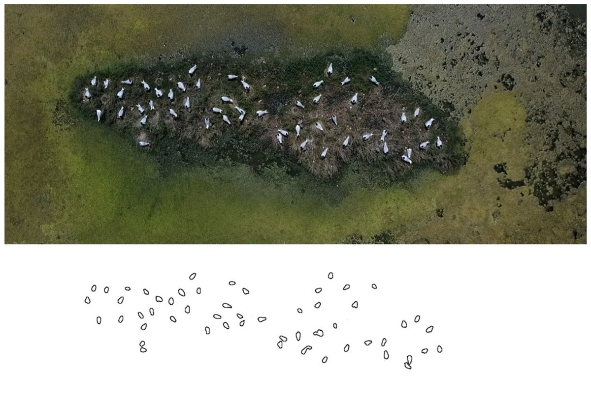AlexCoCastro's tweet photo. 3/4 #WSTC8 #DigSesh1 We obtained similar values of agreement between manual and semi-automated counts (99.1%), reducing the analysis time fivefold. In addition, we propose a correction factor to detect breeding birds in the colony, with a 103.5% accuracy https://t.co/adigbNjQYr