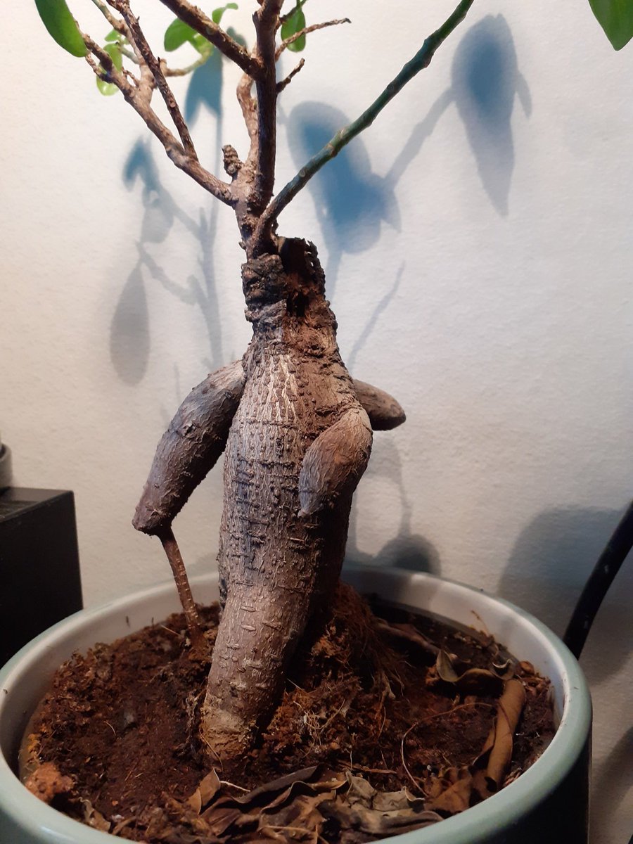 Doomcloud87Paul's tweet photo. Home grown Treant https://t.co/ACzKBU0EfB