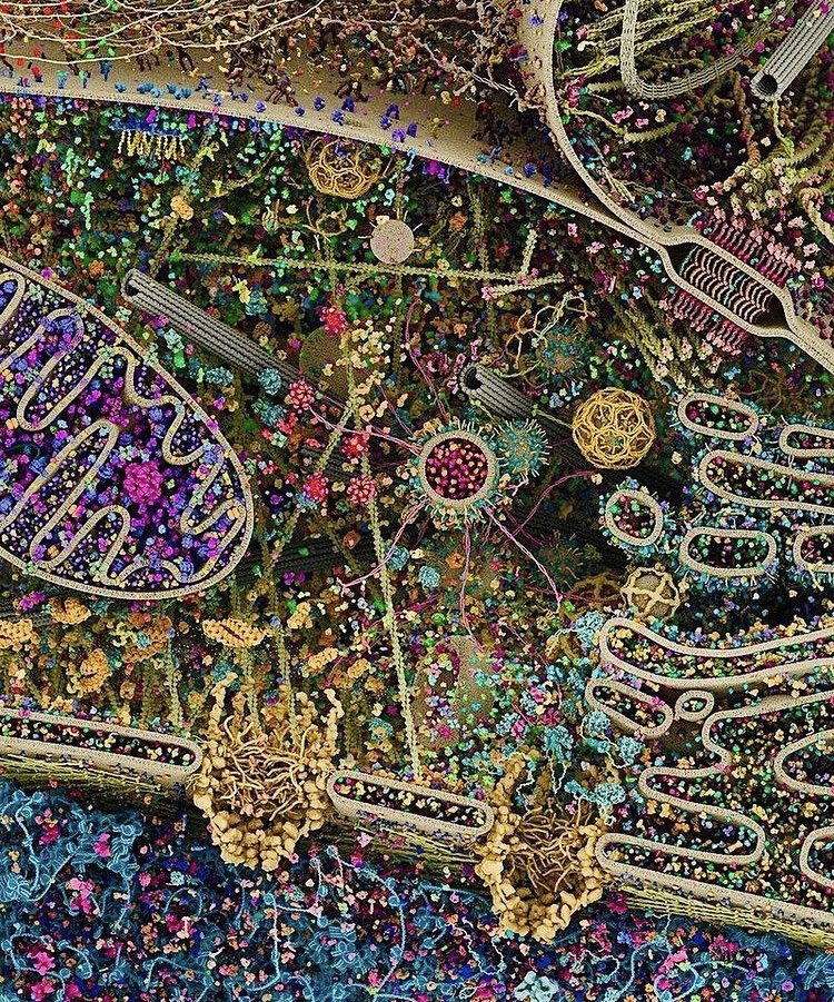 cryptunez's tweet photo. Coachella was amazing this year!

Jk, this is actually the most detailed image of a human cell to date 👀 https://t.co/keeTrirpVS
