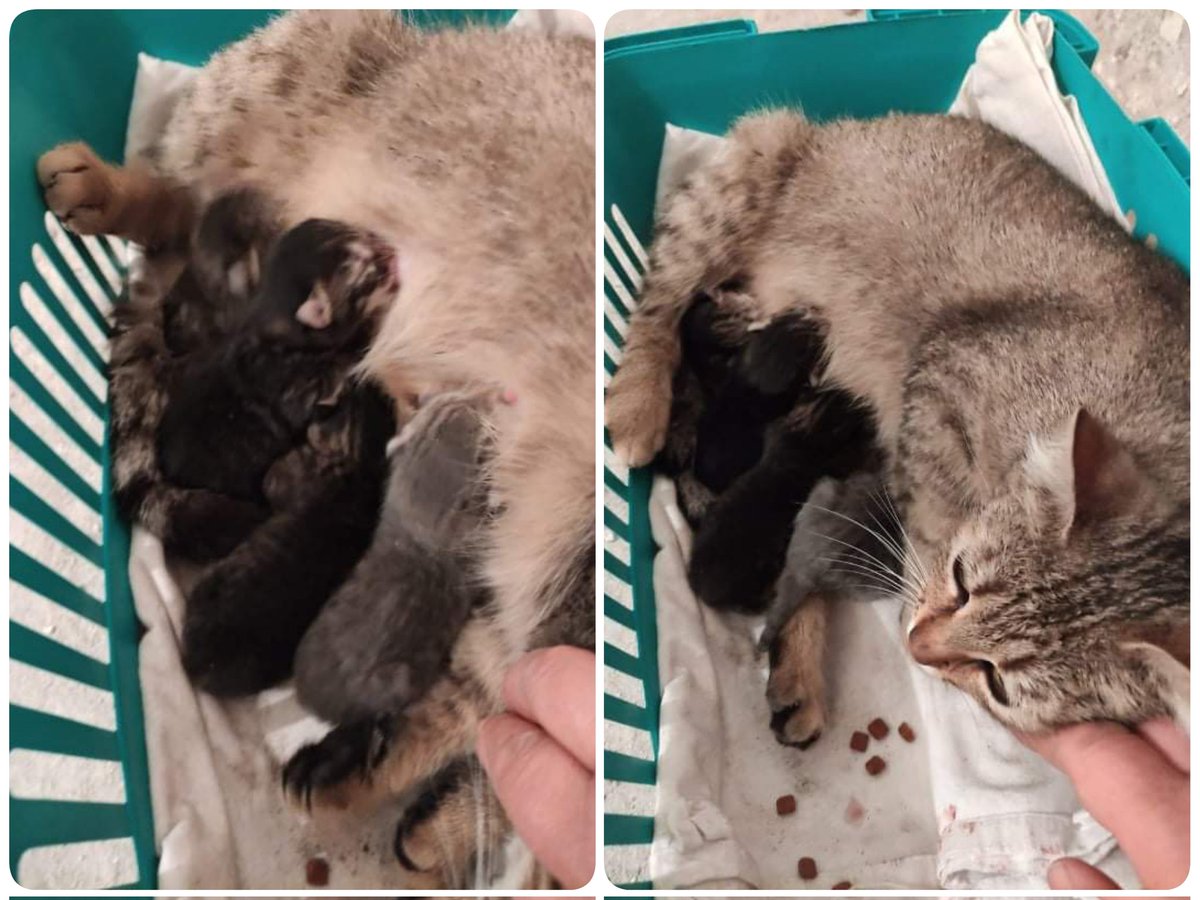 KEDİSİ HAMİLE KALINCA SOKAĞA ATTILAR. DOĞUM YAPACAK YER BULAMAYINCA KALDIRIMDA DOĞUM YAPTI. ANNE KEDİ COK UYSAL, BİR BODRUMDA ŞUANDA DURUYORLAR. BİRİLERİ GÖRMEDEN COK ACİL BEBEKLER SÜTTEN KESİLENE KADAR GEÇİCİ YUVA ARIYORUZ
İSTANBUL / BEYLİKDÜZÜ
İLETİŞİM: 0531 589 78 12