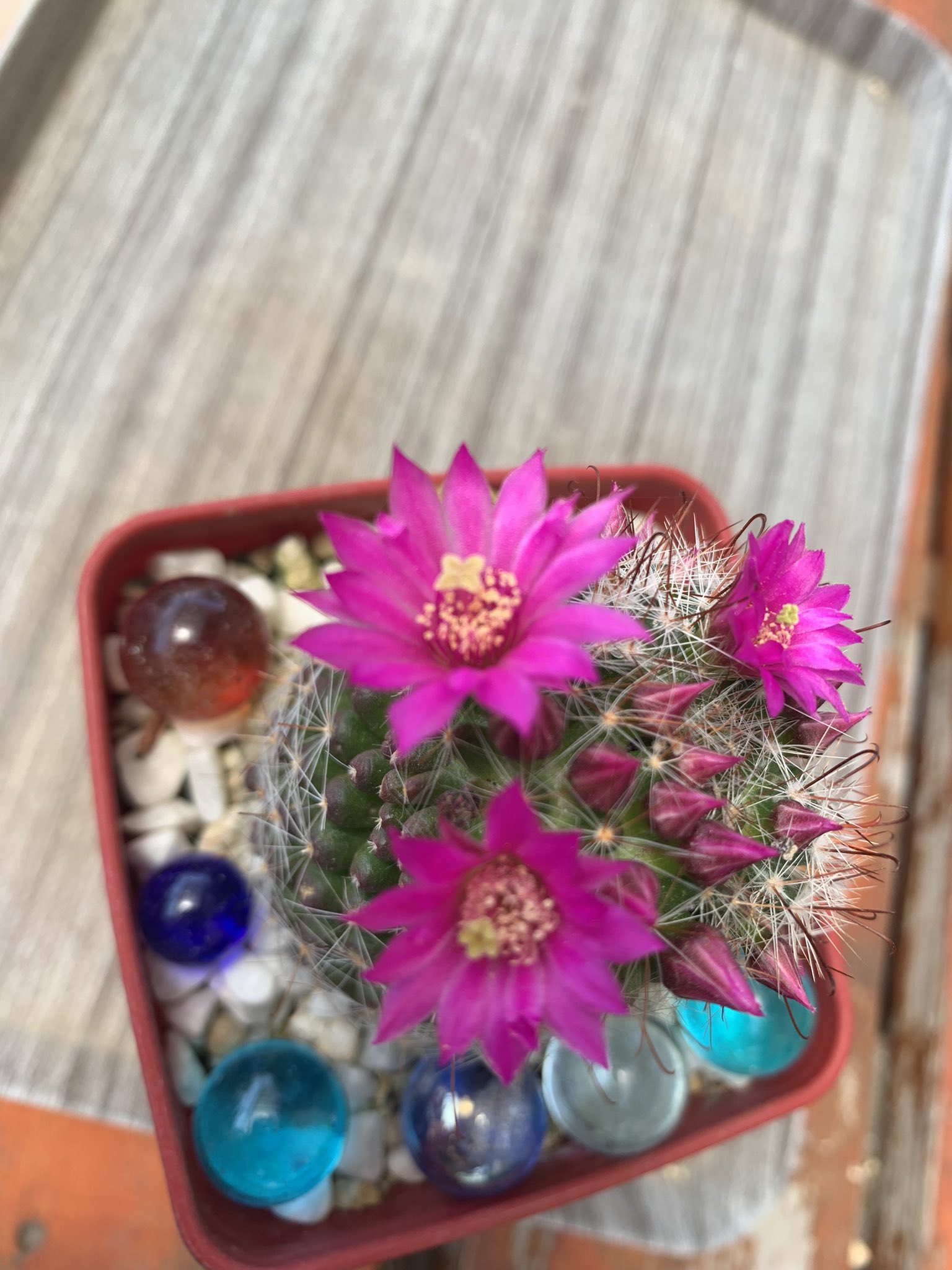 みぃぃぃ 今日の昼間 サボテン の花が３つも咲いてました 多肉植物 サボテンの花 多分サボテンの名前は 月影丸 T Co Hkgoynhb9c Twitter