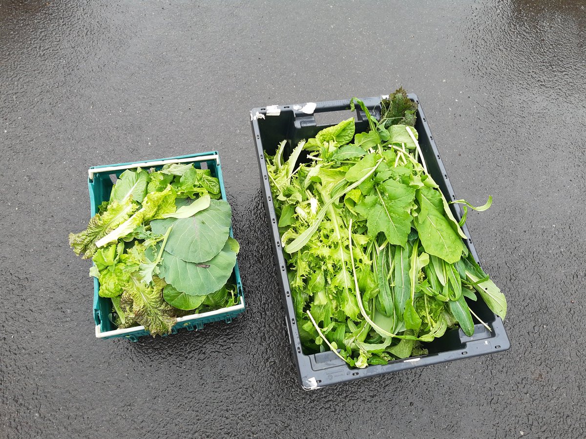GilesNJohnson1's tweet photo. Students from @OfficialUoM have been growing salads at UoM botanical grounds and donating these to Get Oldham Growing veg box scheme. Here's the weekly crop... #lostgardensoffallowfield @UoMSciEng @FBMH_UoM @UoM_EES @OldhamCouncil @SocialResponUoM https://t.co/S9N9w0CONd